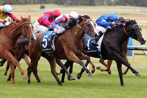 Indarra (NZ) triumphant in the Listed City of Greater Dandenong Stakes.